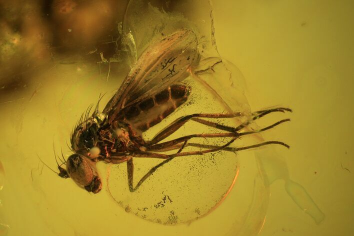 Detailed Fossil Fly (Diptera) In Baltic Amber #58019